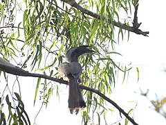 Indian Grey Hornbill from the campus.
