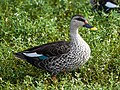 * Nomination Indian spot-billed duck (Anas poecilorhyncha), Karanji Lake, Mysore --Tagooty 02:12, 4 December 2023 (UTC) * Promotion  Support Good quality. --Johann Jaritz 04:26, 4 December 2023 (UTC)