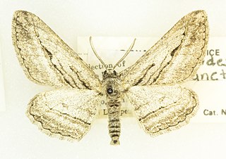 <i>Iridopsis sanctissima</i> Species of moth