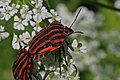 * Nomination: Italian striped bug (Graphosoma lineatum italicum) mating, Warsaw, Poland --Charlesjsharp 11:32, 30 June 2016 (UTC) * * Review needed