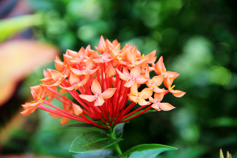 File:Ixora chinensis - flower view 01.jpg