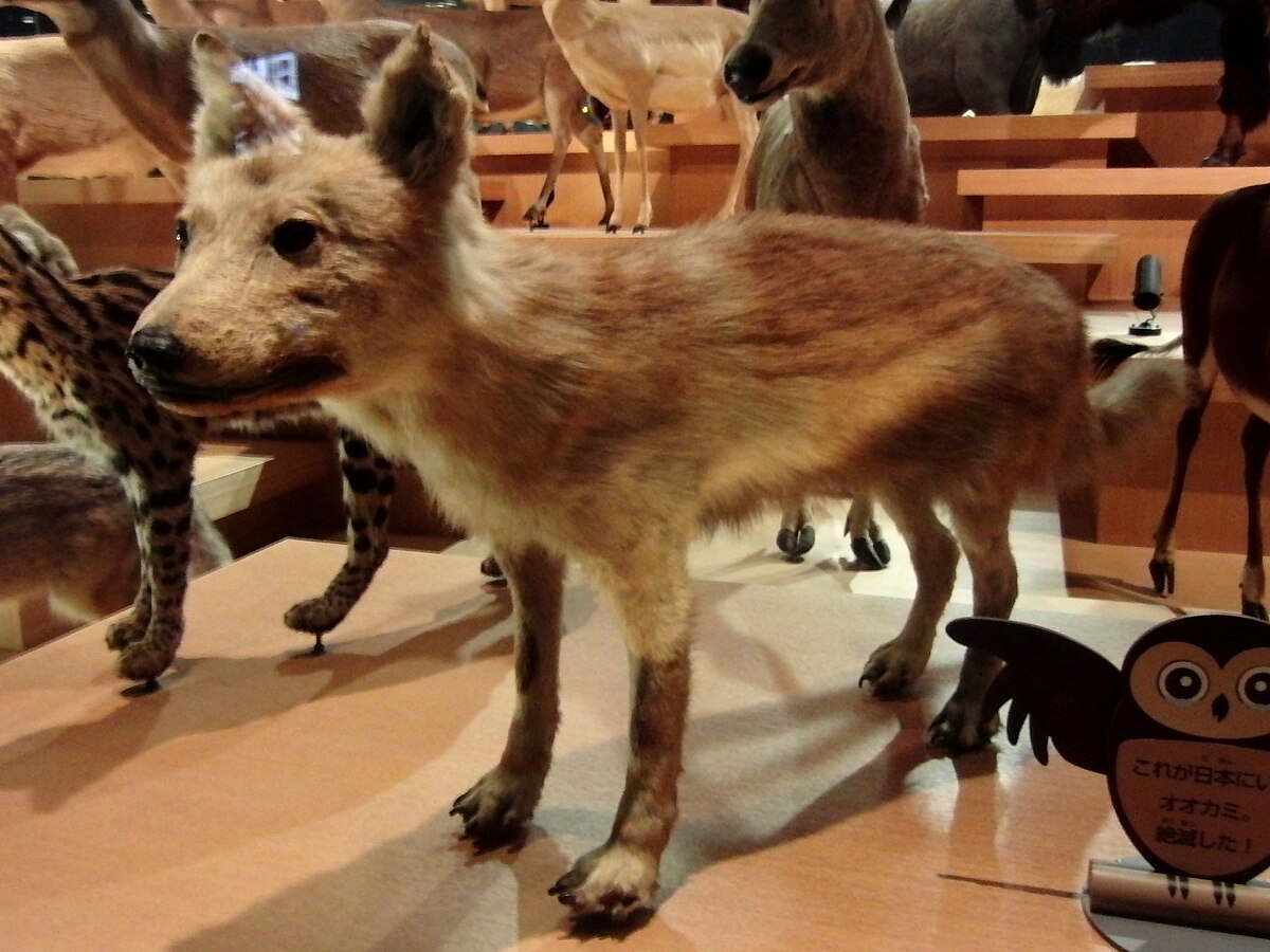 Japanese wolf - Wikipedia