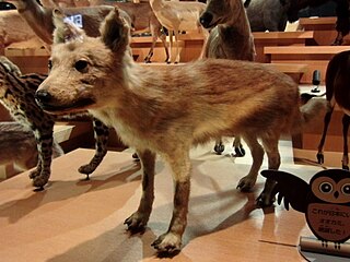 Japanese wolf Extinct subspecies of carnivore