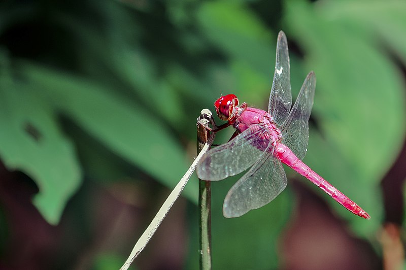 File:Jardim Botânico Rio - Libélula Rosa.jpg