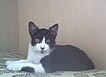 於 2005年2月3日 (四) 16:53 版本的縮圖