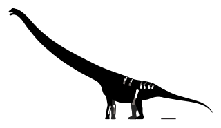 <i>Jingiella</i> Genus of mamenchisaurid sauropod