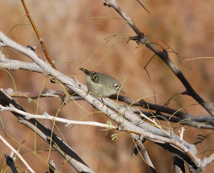 File:Joshua Tree National Park - bird 1.jpg