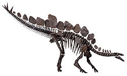 Esqueleto montado de S. stenops, Museu de História Natural, Londres