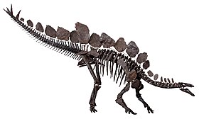 Stegosaurus, principal gênero do grupo