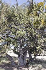 Miniatura para Juniperus angosturana