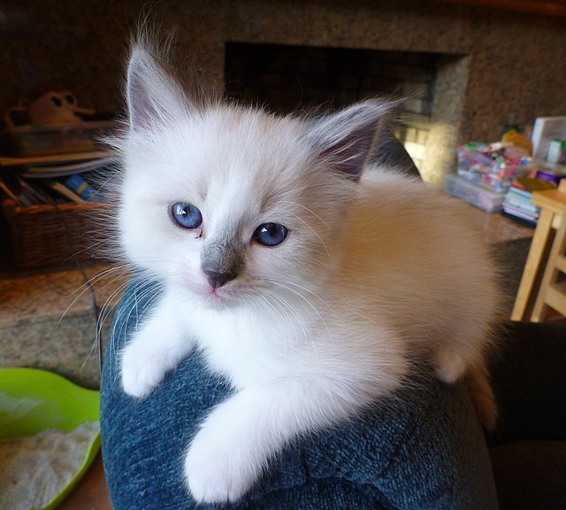 V. Alternatives to Milk for Hydrating Ragdoll Cats