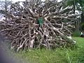 Kankrol Tree Root Magnificant - panoramio.jpg