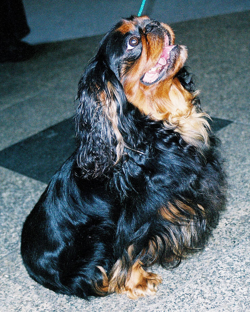 what is the difference between a king charles spaniel and a cavalier