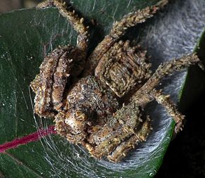 Kuvaus Knobbly Spider (7010510507) .jpg -kuvasta.