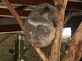 Koala Aus Zoo Aug06.JPG