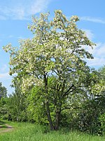 Tenue générale de la plante.