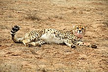 Kushki the cheetah in Iran Koushki 2.jpg