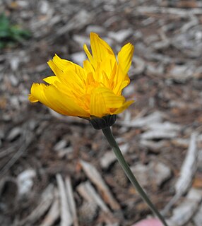 <i>Krigia</i> genus of plants