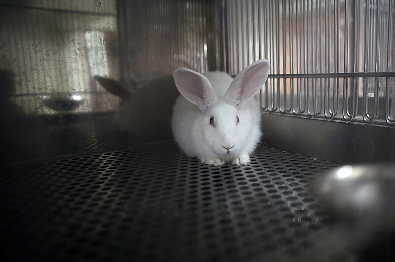 File:Laboratory Rabbits (18) (32346648357).jpg