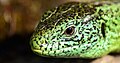 * Nomination Lacerta agilis CloseUp of the head. --CChris 14:23, 15 October 2012 (UTC) * Decline Below 2MP --Poco a poco 02:55, 16 October 2012 (UTC)