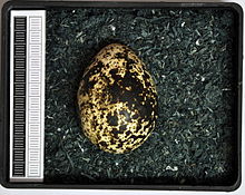 Egg, Collection Museum Wiesbaden Lagopus lagopus MWNH 2031.JPG