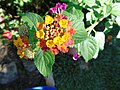 Lantana camara Cinco negritos Bandera española