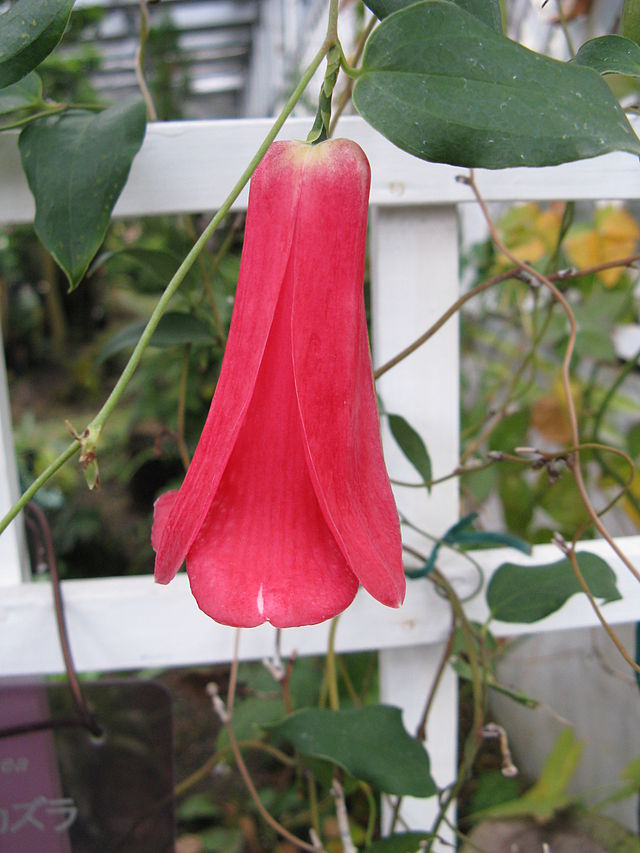 Lapageria rosea - Wikipedia, la enciclopedia libre