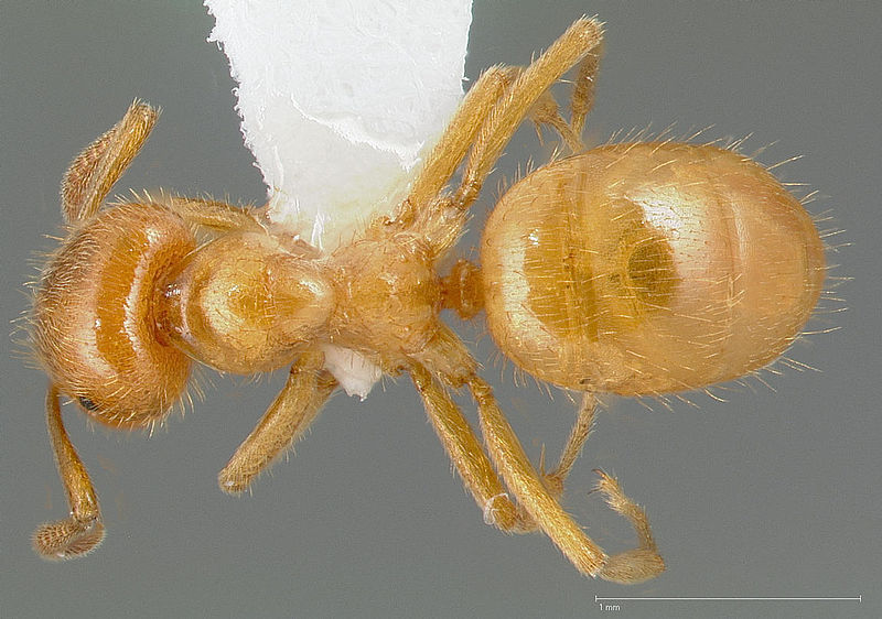 File:Lasius latipes casent0005399 dorsal 1.jpg