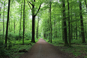 Forest in Wickeder Ostholz in May 2012