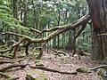 Vorschaubild für Nationalpark Hunsrück-Hochwald