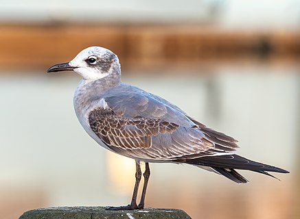 Laughing gull (first winter)