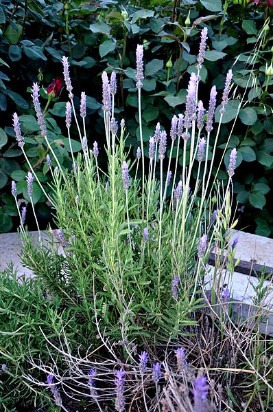 File:Lavandula angustifolia Lavender ლავანდი.JPG