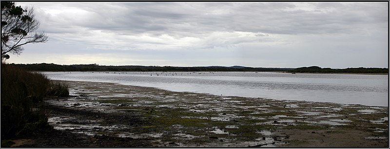 File:Lavinia Nature Reserve, King Island, a panorama near the mouth of Sea Elephant River. Peter Neaum. - panoramio.jpg