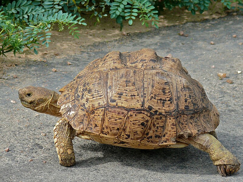 File:Leopard Tortoise (Stigmochelys pardalis) (6040613337).jpg