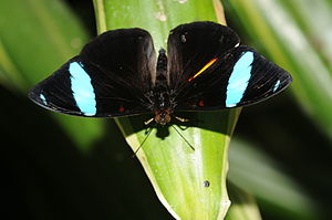 Lepidoptera 5.jpg