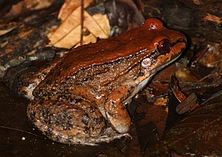 <i>Leptodactylus rhodonotus</i> species of amphibian