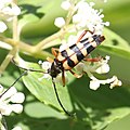 Leptura ochraceofasciata