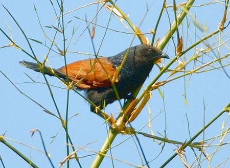 Lesser-coucal.jpg