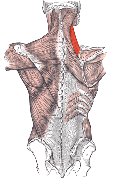 File:Levator scapulae.png