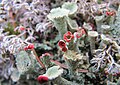 Čeština: Lišejník v přírodní památce Hřebenec, nedaleko Rožmitálu pod Třemšínem v okrese Příbram (ČR) English: Lichen in natural monument Hřebenec, near Rožmitál pod Třemšínem in Příbram District (Czech Republic)