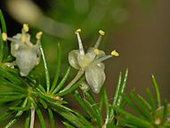 Flower of Asparagus acutifolius Liliaceae - Asparagus acutifolius.JPG