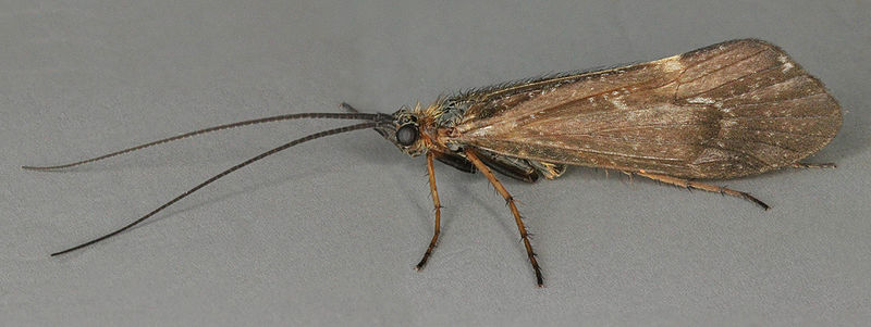 Datei:Limnephilus coenosus, Limnephilidae, Trawsfynydd bog, North Wales, August 2012 (17418546123).jpg