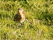   Limosa limosa