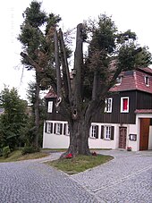 Linde am Pfarrhaus, 1849 als Sühnebaum gepflanzt