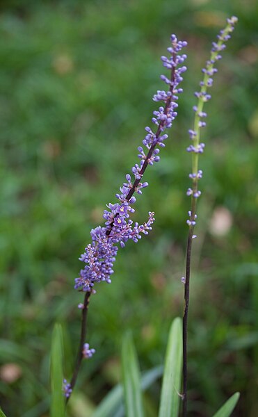 File:Liriope muscari - Fleurs-3.jpg