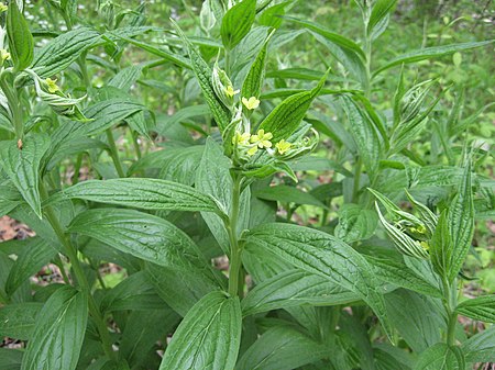 Lithospermum latifolium.jpg