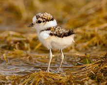 Early investigators Abbott Handerson Thayer and Hugh Cott noted that active juvenile birds like this little ringed plover chick have boldly disruptive patterns that camouflage the eye. Little ringed plover - chick.jpg