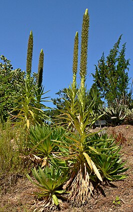 Lobelia aberdarica