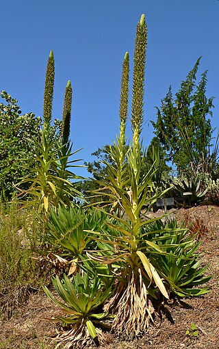 <i>Lobelia aberdarica</i> Species of flowering plant