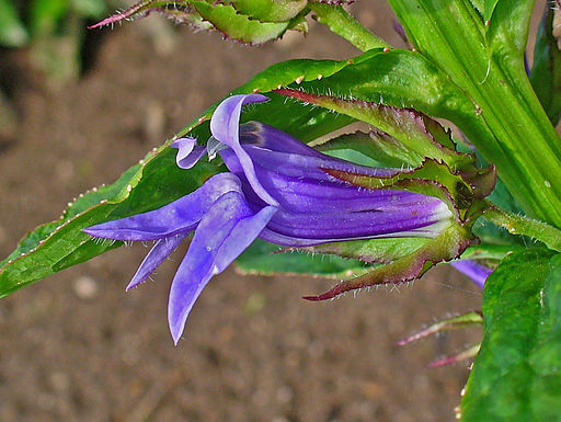 Lobelia siphilitica 0003